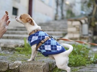 alimentation du chien
